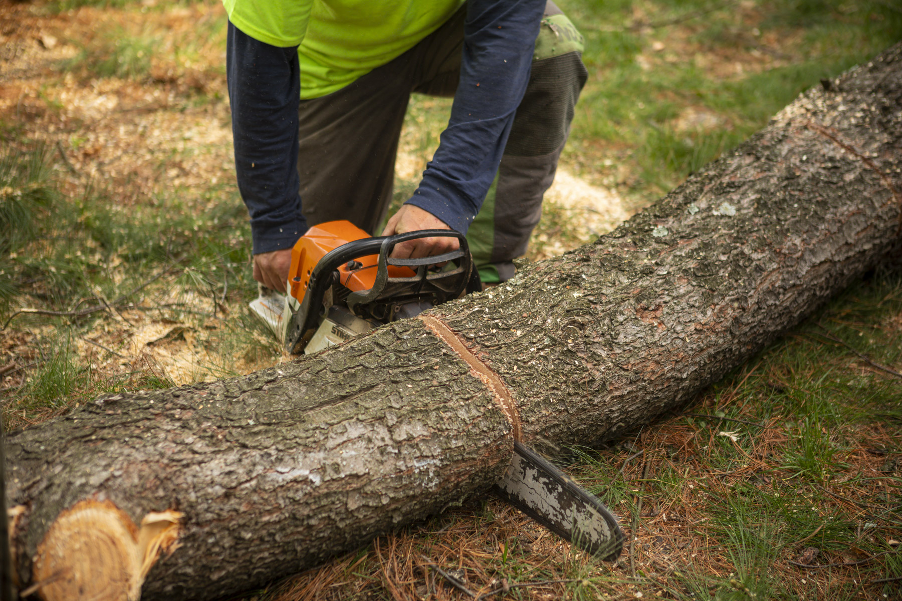 Why Winter is the Best Time to Perform Tree Removal